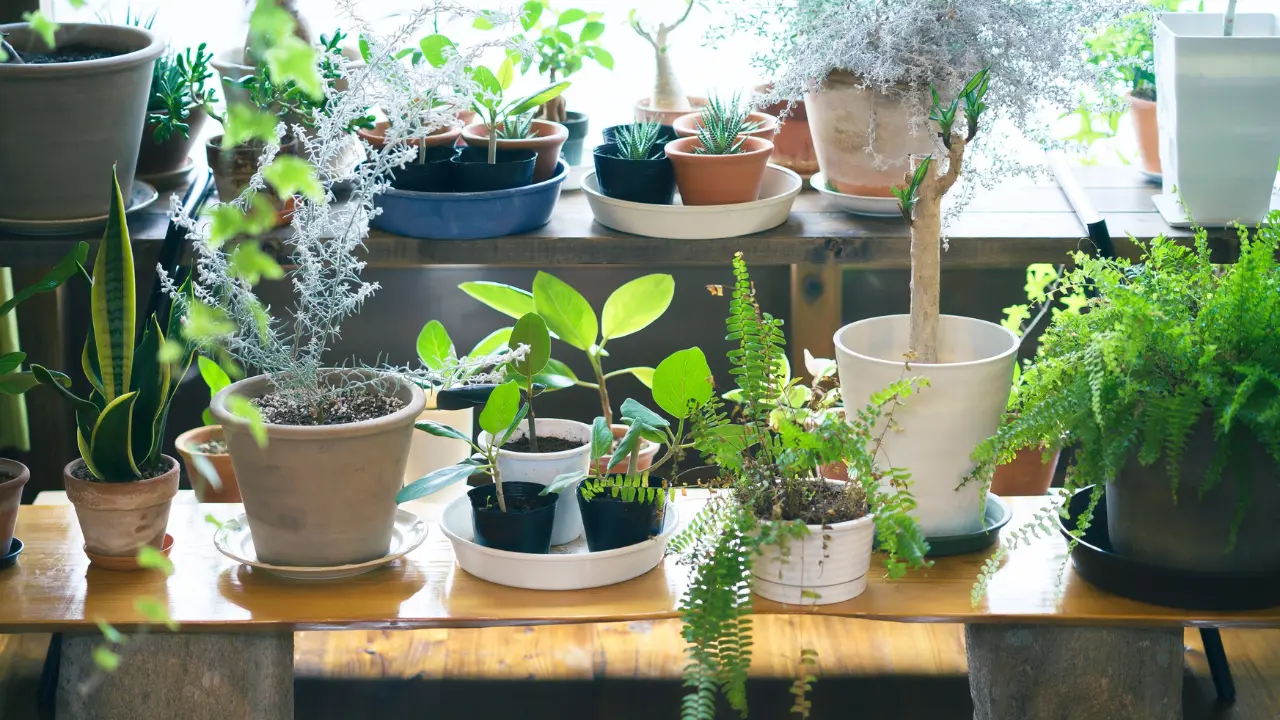 Vastu Tips for Plants and Décor