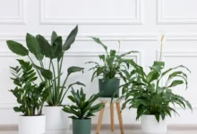 7 Vastu Plants for Home to Attract Wealth and Positivity