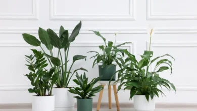 7 Vastu Plants for Home to Attract Wealth and Positivity