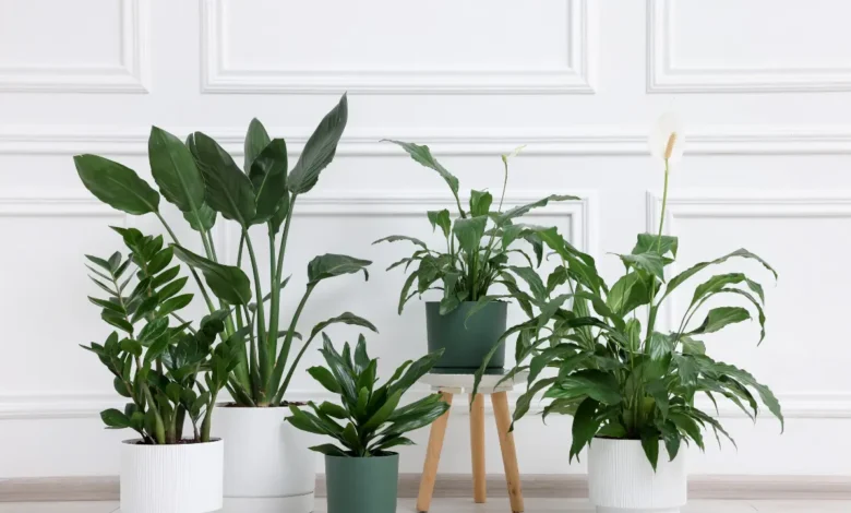 7 Vastu Plants for Home to Attract Wealth and Positivity