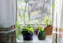 Simple ways to protect houseplants from pollution and dust at home