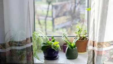 Simple ways to protect houseplants from pollution and dust at home