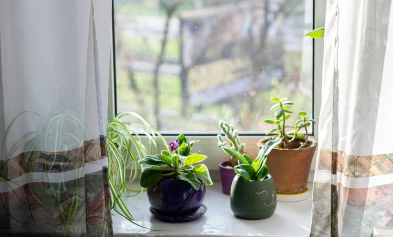 Simple ways to protect houseplants from pollution and dust at home
