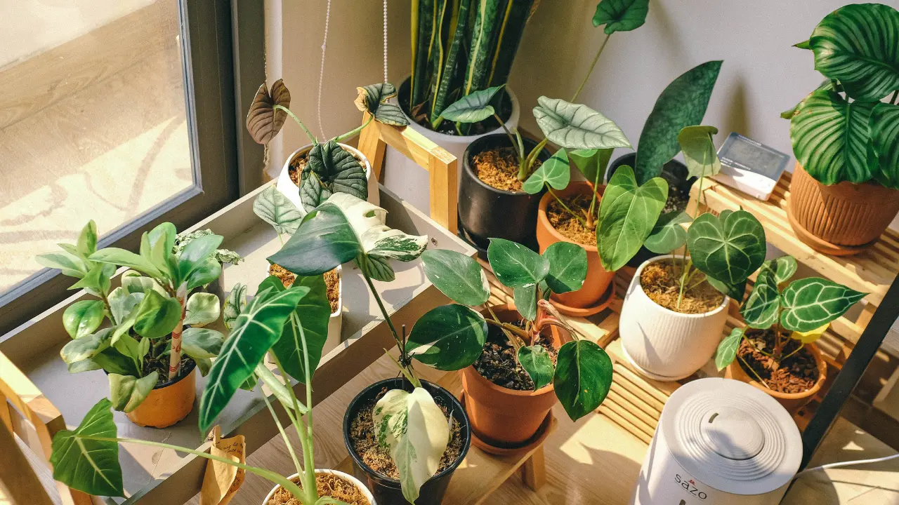 Top 5 Vastu Plants for Home
