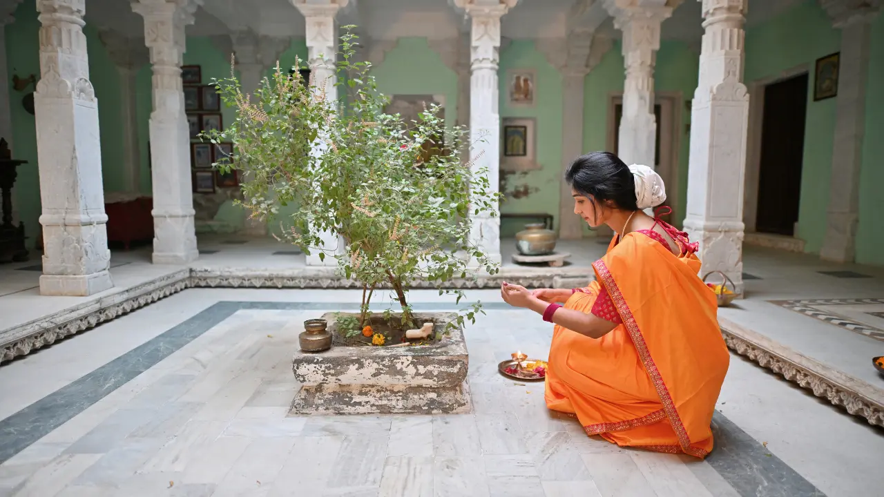 Indian woman in a traditional saree performing performing Tulsi plant pooja as per Indian tradition