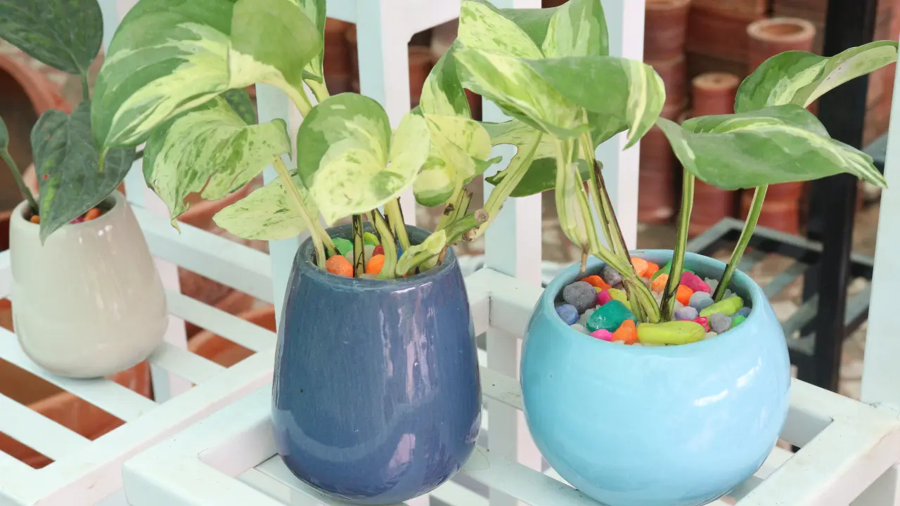 Healthy money plants in decorative pots for indoor home decor, believed to attract positive energy, prosperity, and improved air quality.