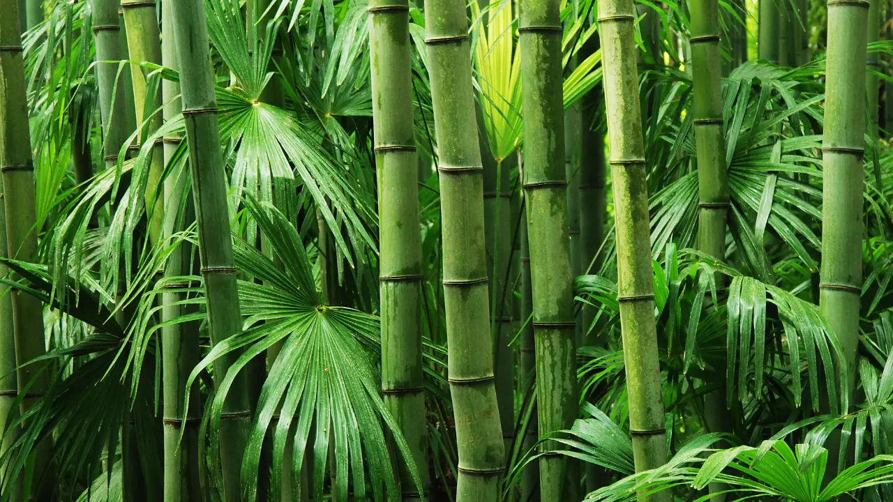 Healthy bamboo plants with vibrant green leaves, symbolizing prosperity, peace, and positive energy in Vastu and landscape design.