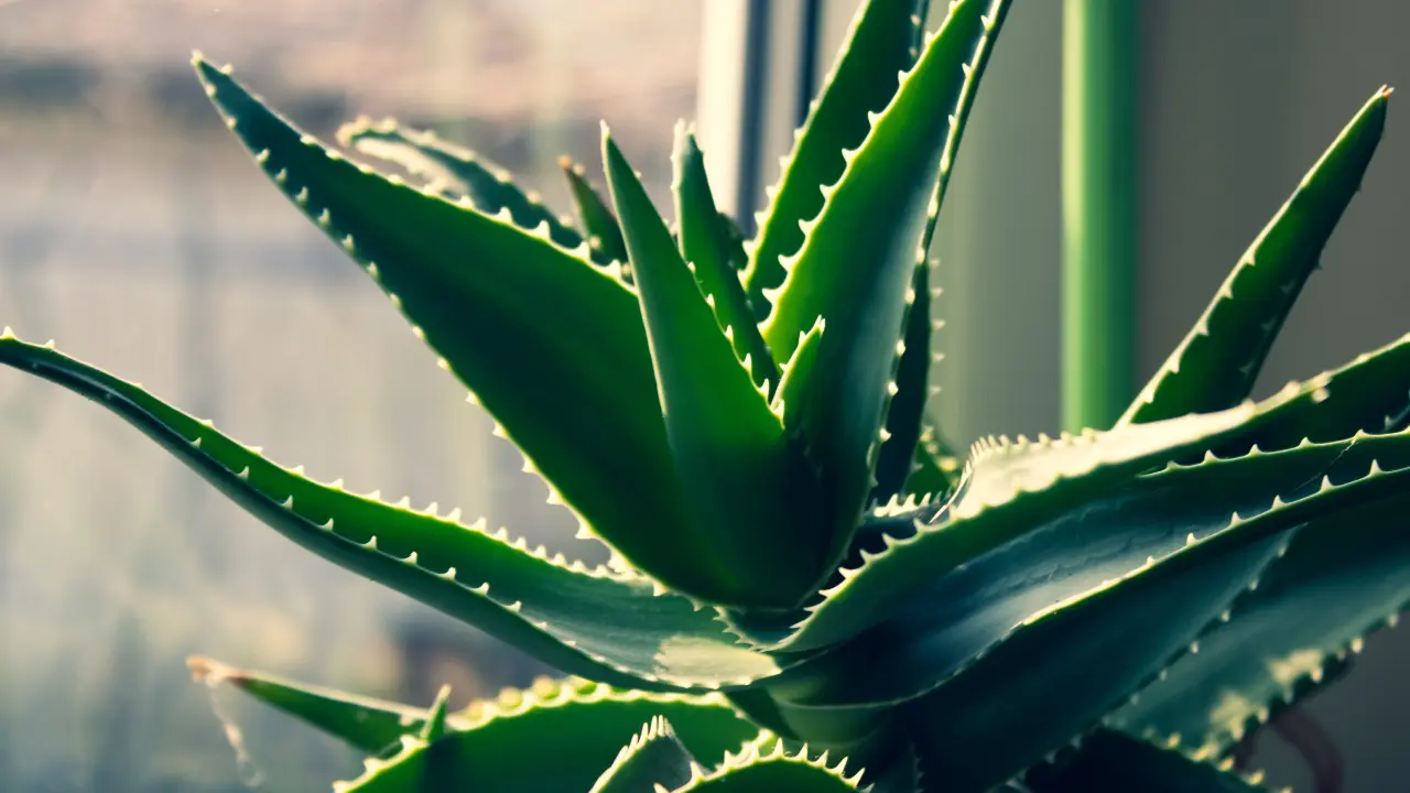 Close-Up Shot of an Aloe Vera