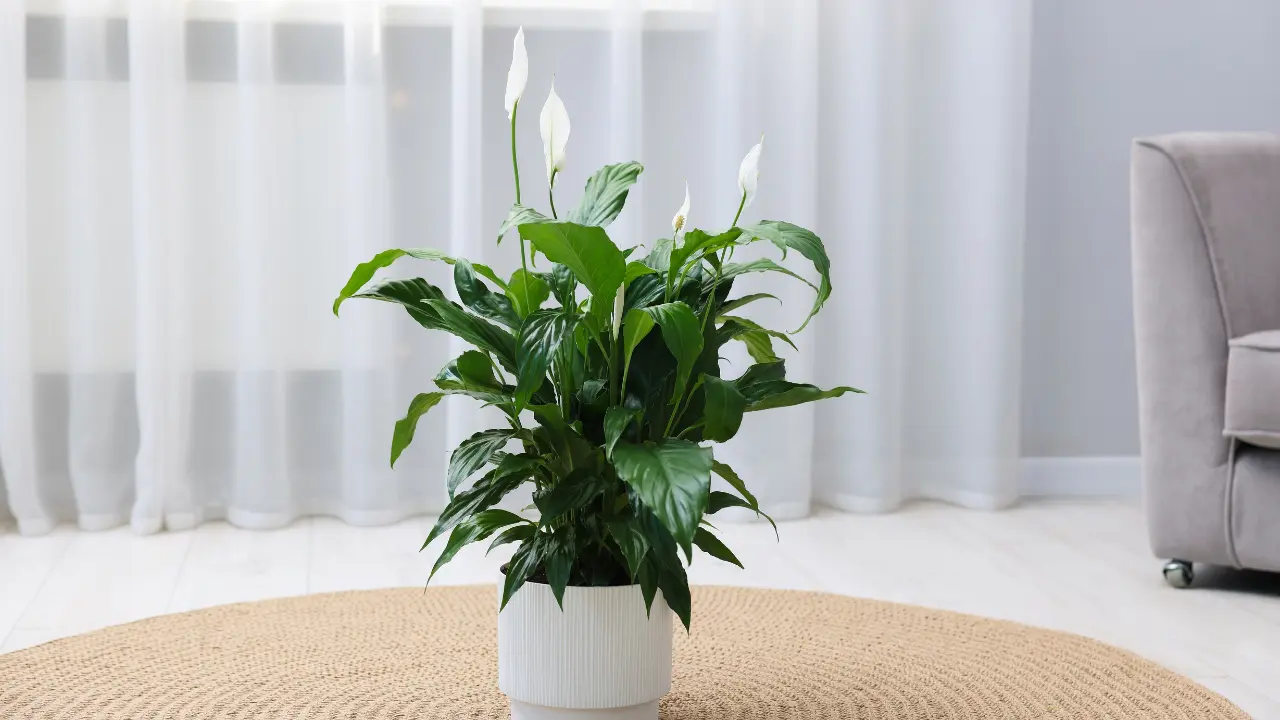 Beautiful Spathiphyllum (Peace Lily) Houseplant with Flowers on