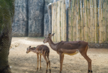 Noida's Deer Park to Open in Sector 91 by December End