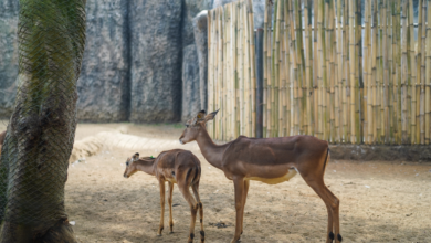 Noida's Deer Park to Open in Sector 91 by December End