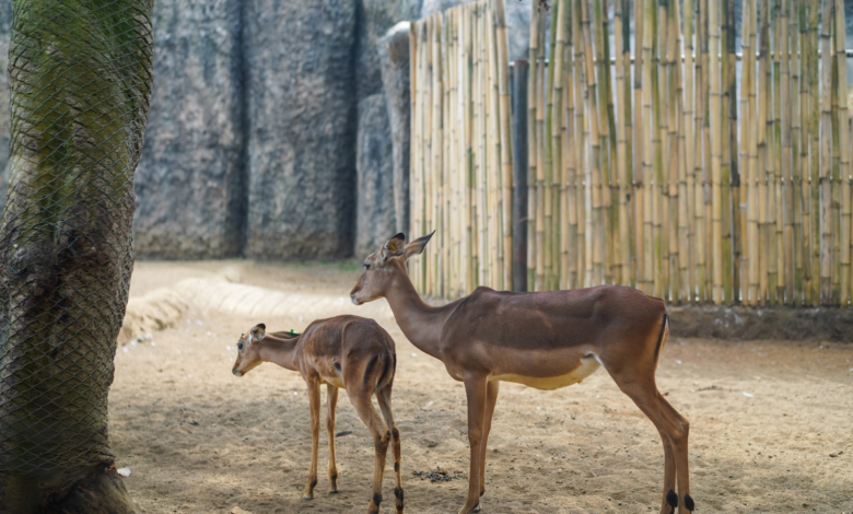 Noida's Deer Park to Open in Sector 91 by December End